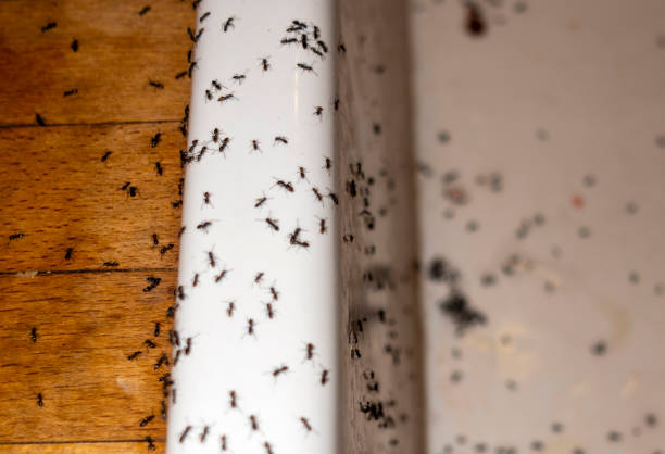Best Cockroach Control Services  in Avon, OH