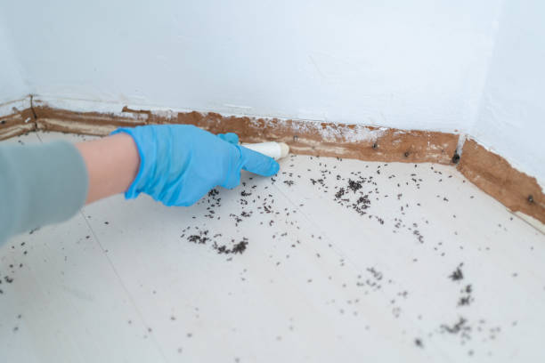 Professional Pest Control in Avon, OH